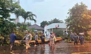 Petugas mengevakuasi pohon tumbang akibat hujan deras di Jalan Raya Babat Lamongan