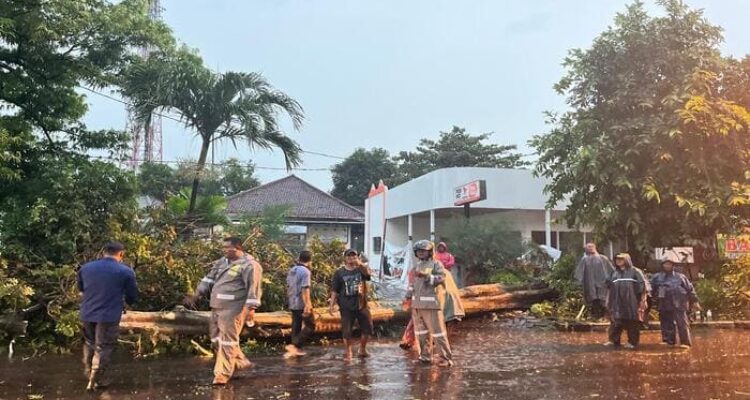 Petugas mengevakuasi pohon tumbang akibat hujan deras di Jalan Raya Babat Lamongan