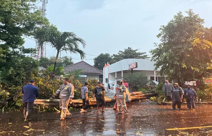 Petugas mengevakuasi pohon tumbang akibat hujan deras di Jalan Raya Babat Lamongan