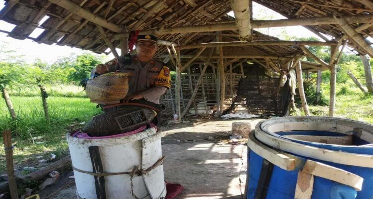 Petugas Polsek Brondong mengamankan barang bukti sabung ayam di persawahan Desa Sumberagung Lamongan