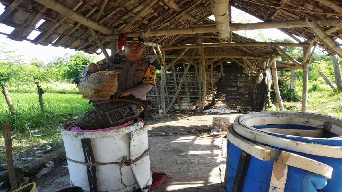 Petugas Polsek Brondong mengamankan barang bukti sabung ayam di persawahan Desa Sumberagung Lamongan