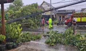 Evakuasi pohon mahoni tumbang di Jalan Raya Mantup selatan Masjid Namira Lamongan