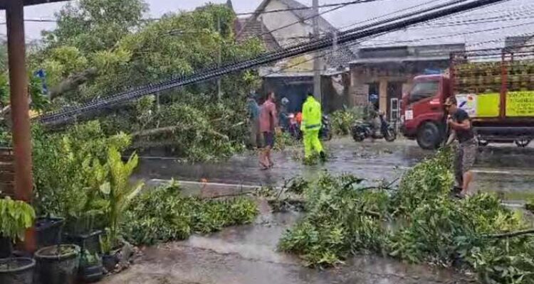 Evakuasi pohon mahoni tumbang di Jalan Raya Mantup selatan Masjid Namira Lamongan