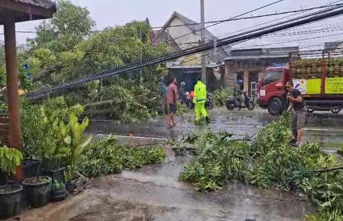 Evakuasi pohon mahoni tumbang di Jalan Raya Mantup selatan Masjid Namira Lamongan