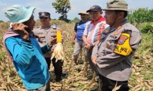 Kapolsek Tikung meninjau panen jagung Poktan Budi Lestari di Desa Soko, hasil panen melimpah dan berkualitas.