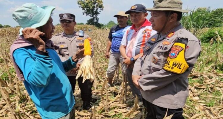 Kapolsek Tikung meninjau panen jagung Poktan Budi Lestari di Desa Soko, hasil panen melimpah dan berkualitas.
