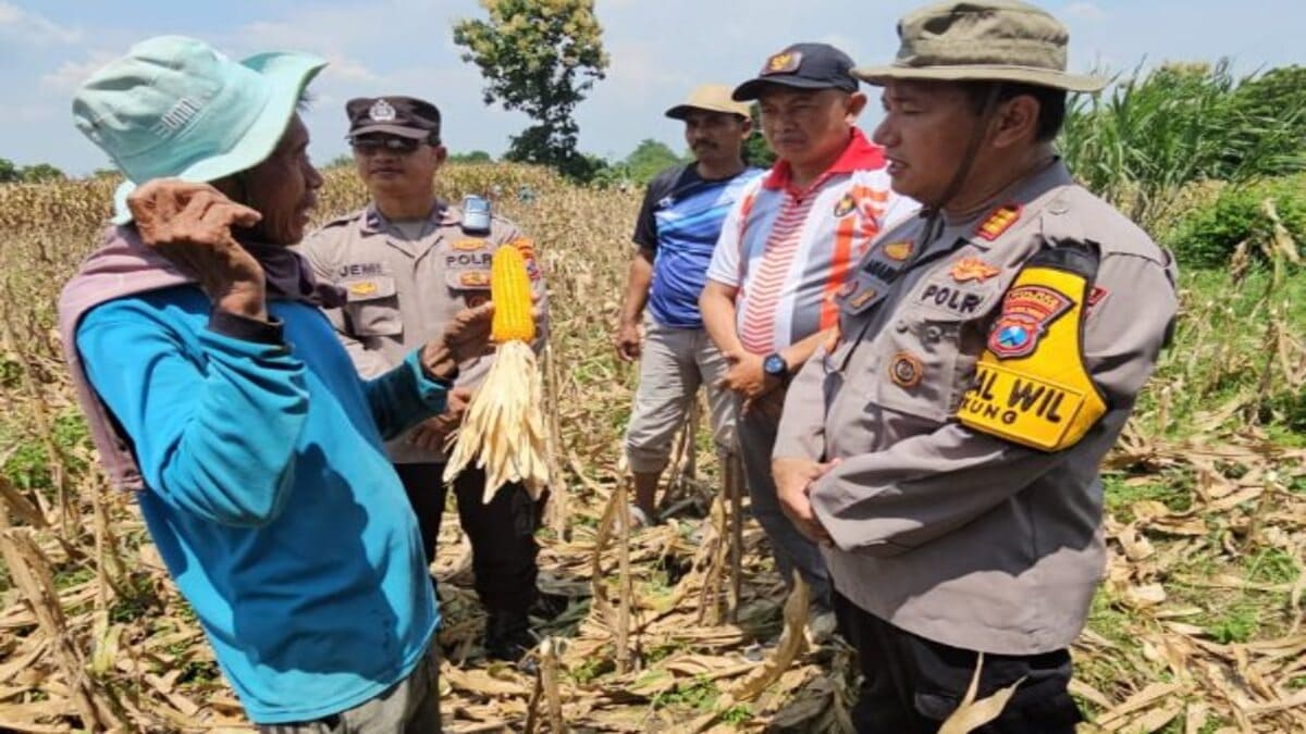Kapolsek Tikung meninjau panen jagung Poktan Budi Lestari di Desa Soko, hasil panen melimpah dan berkualitas.