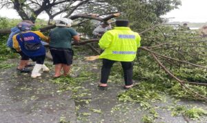 Petugas Polres Lamongan mengevakuasi pohon tumbang dan rumah terdampak puting beliung