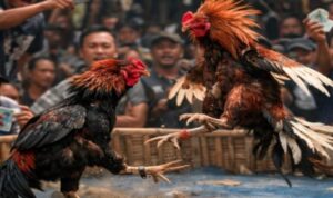 Penggerebekan judi sabung ayam di Lamongan, polisi amankan ayam aduan dan kendaraan pelaku