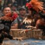 Penggerebekan judi sabung ayam di Lamongan, polisi amankan ayam aduan dan kendaraan pelaku