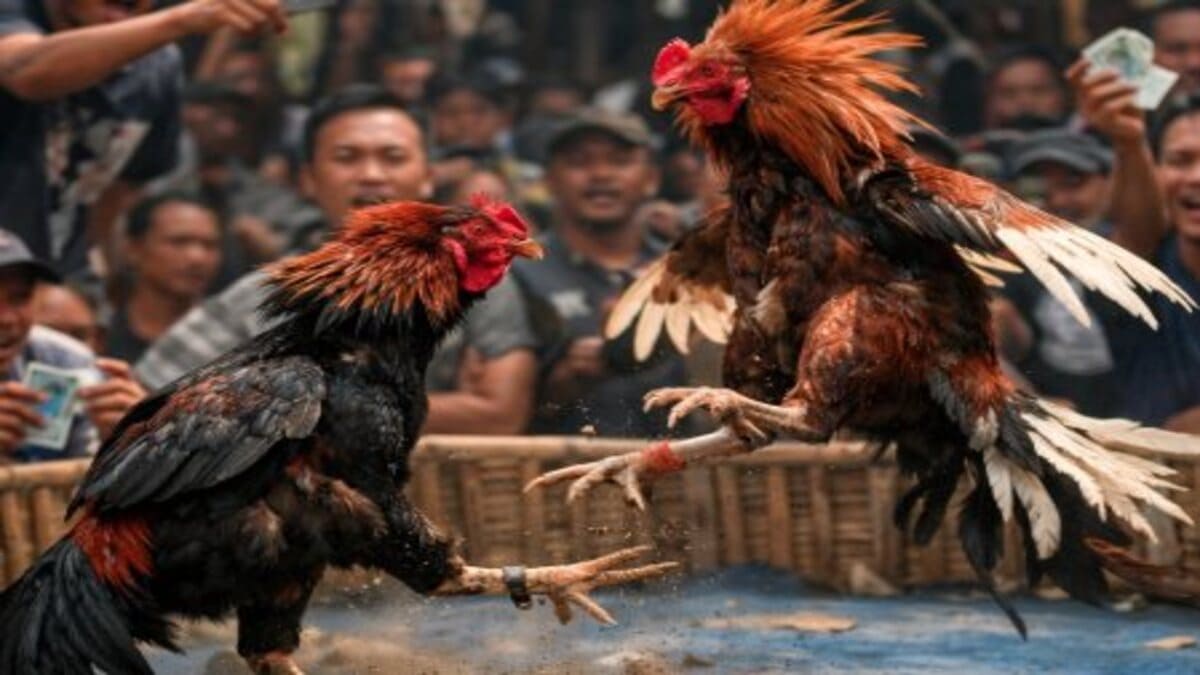 Penggerebekan judi sabung ayam di Lamongan, polisi amankan ayam aduan dan kendaraan pelaku